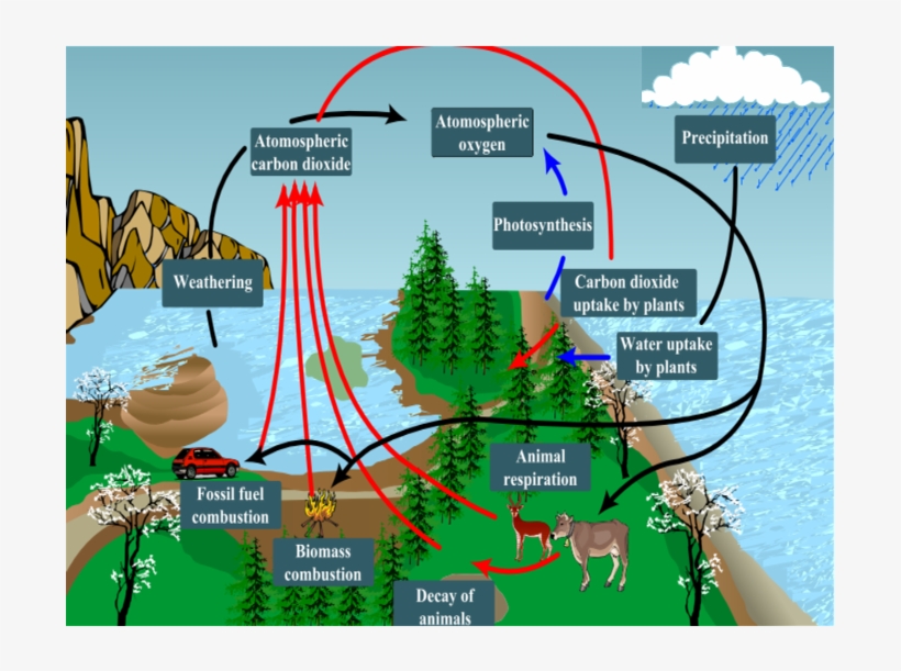 Png Library Download Collection Of High Quality Free - Carbon Oxygen Cycle Detailed, transparent png #8146403