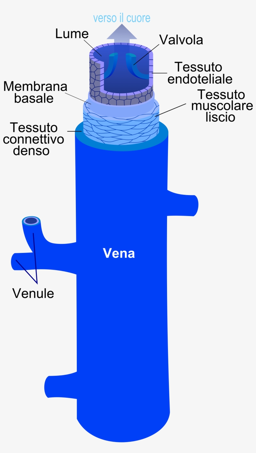 Open - Bottle, transparent png #8147512