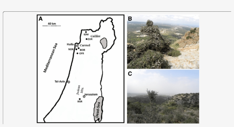 Location Of The Six Naturally Growing Olive Populations - Outcrop, transparent png #8149209