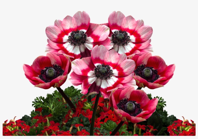 Poppies, Poppy, Mohngewaechs, Poppy Flower, Red Poppy - Poppies Png, transparent png #8151157