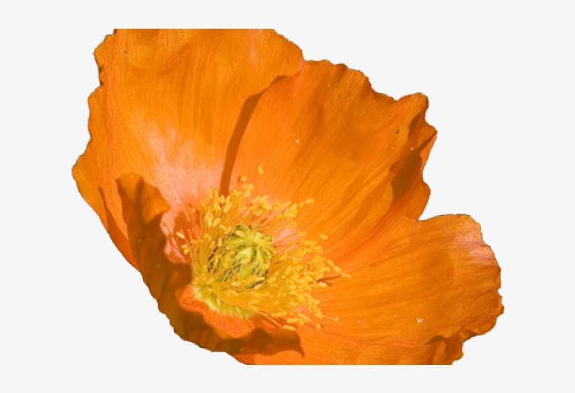 Poppy Clipart Orange Poppy - California Poppy Flower Png, transparent png #8151615