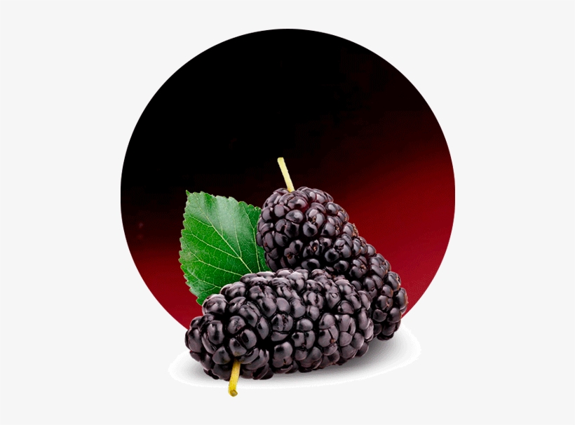 Cranberry Concentrate - Mulberry Png, transparent png #8152337