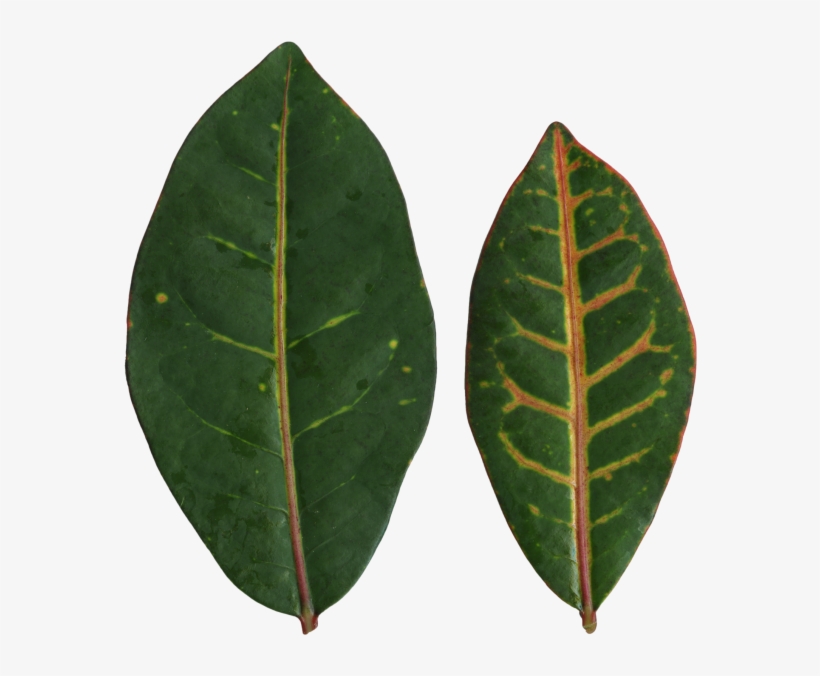 Bud, transparent png #8152662