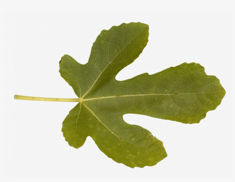 If You Have An Alpha Texture Of A Leaf Like - Maple Leaf, transparent png #8152845