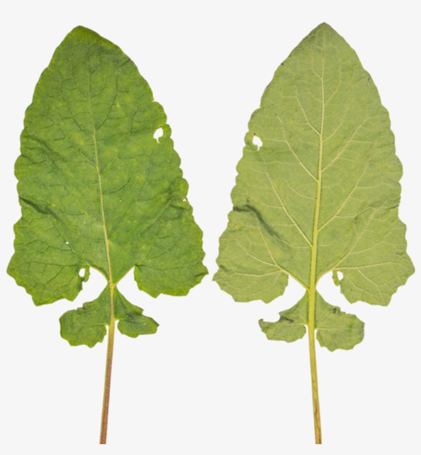Leaf - Grey Alder, transparent png #8152995