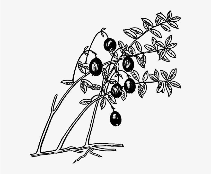 Small - Guava Tree Black And White, transparent png #8153278