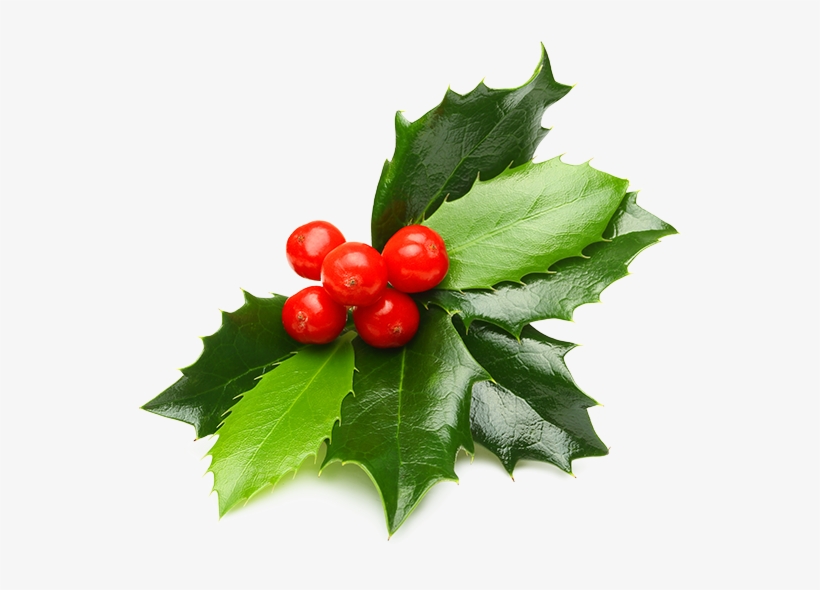 Holly - Hollyleaf Cherry, transparent png #8153778