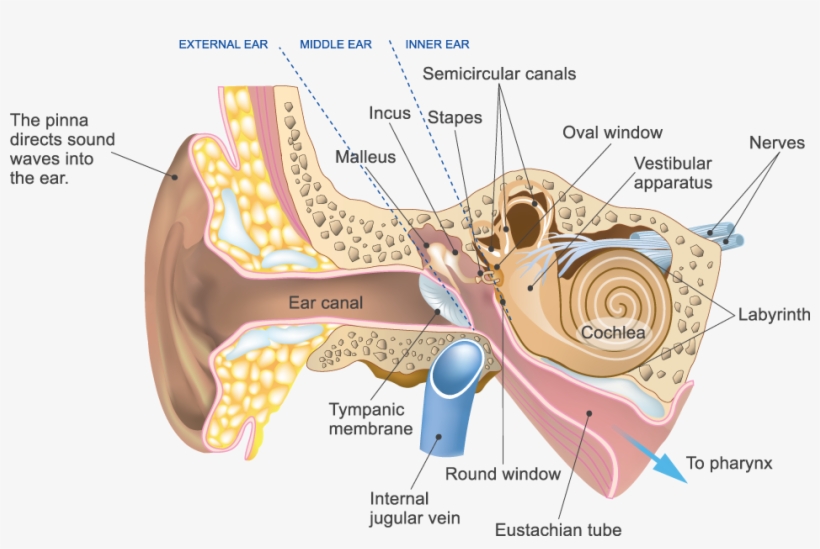 Types Of Hearing Loss - Nerve Of The Ear, transparent png #8156458