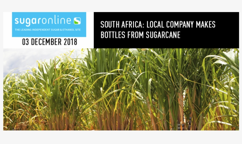 Local Company Makes Bottles From Sugarcane - Hawaiian Sugar Cane Farm, transparent png #8157178