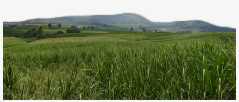 Sugar Cane Png Source - De Juan Viñas, transparent png #8157923