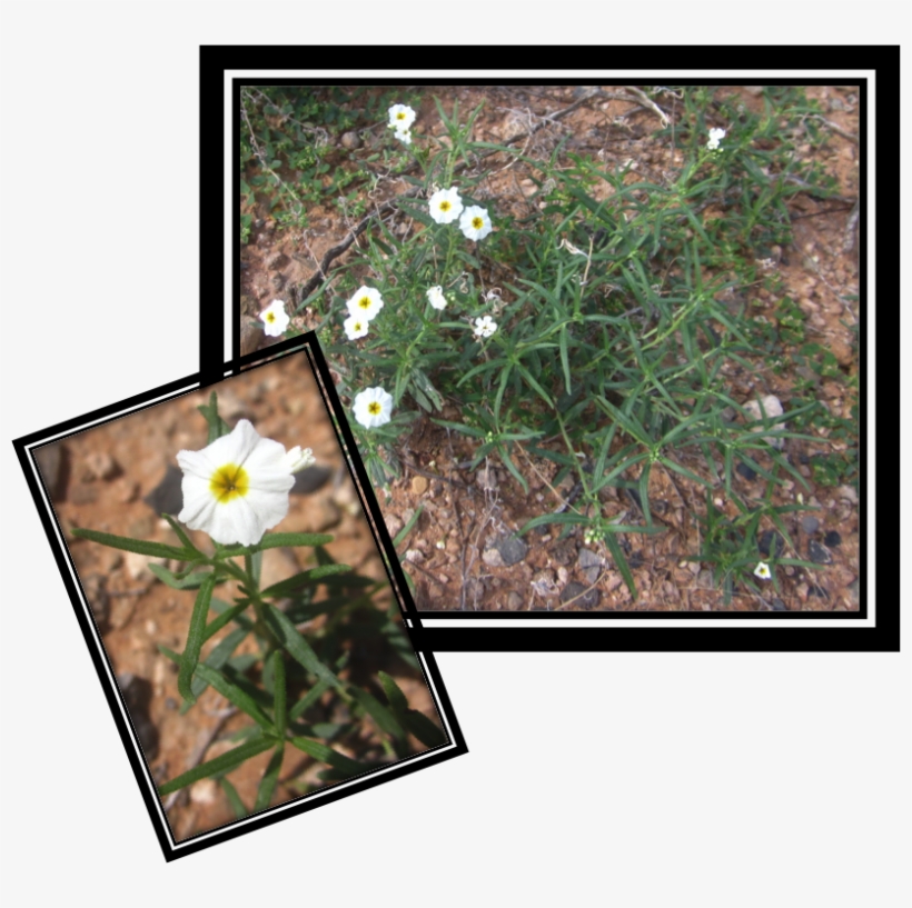 Fragrant Heliotrope Is A Diminutive Plant - Camomile, transparent png #8157992