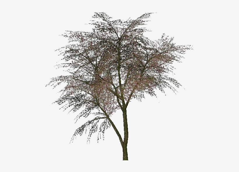 Árvore De Judas - Cercis Siliquastrum Png, transparent png #8158158