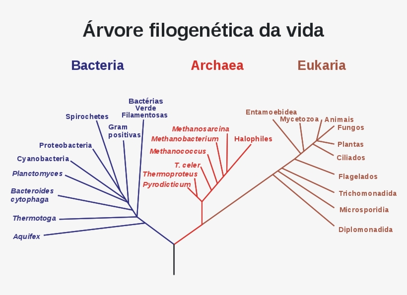 3 Dominios De Woese, transparent png #8158391