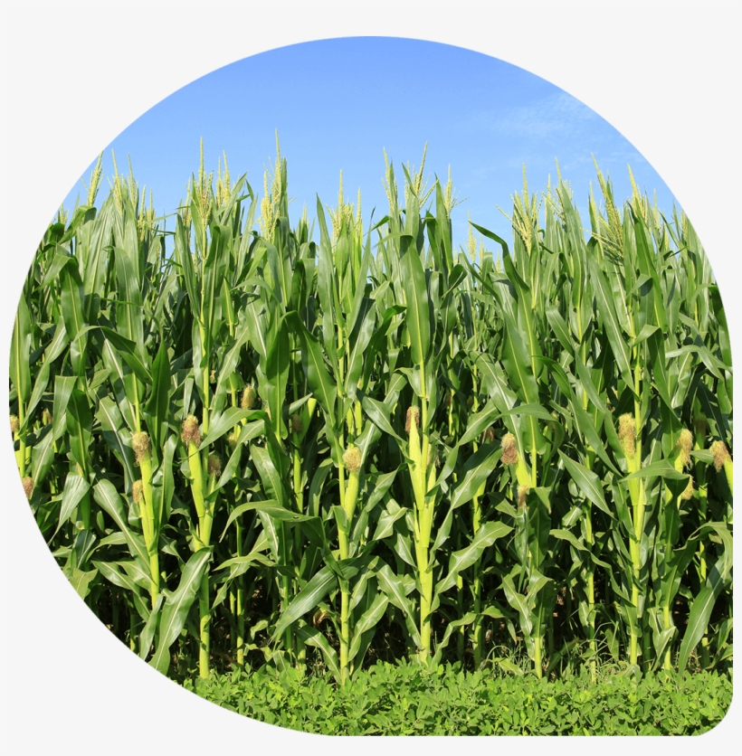 Result Result - Corn In The Field, transparent png #8158508