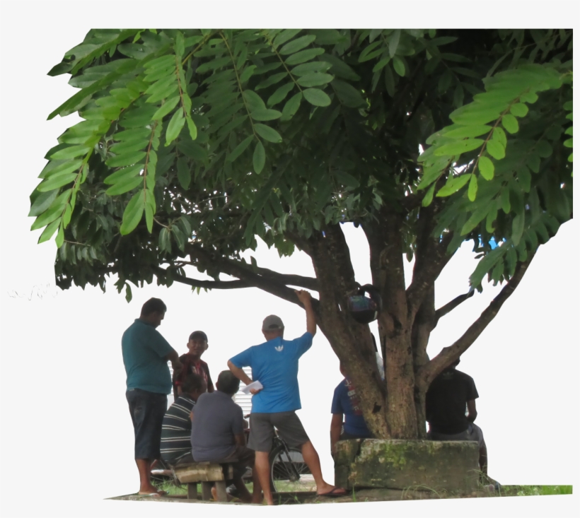 Arvore Sombra Conversa Prosa - Vacation, transparent png #8158603