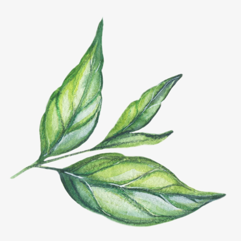 5 Plants You Need To Create Your Own Herbal Tea Garden - Tea Plant, transparent png #8159718