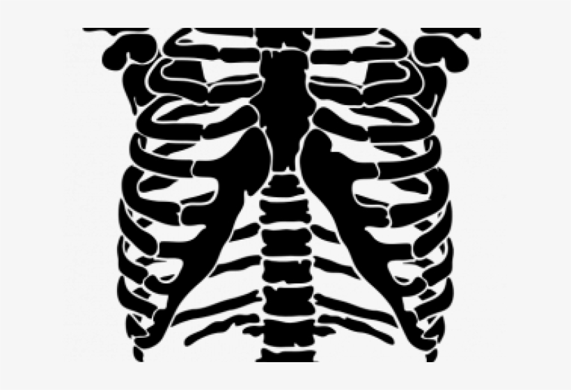 Rib Cage Png - Rib, transparent png #8159842