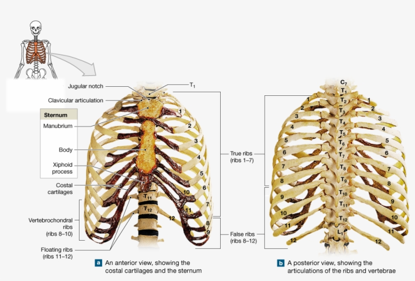 The Thoracic Cage Protects Organs In The Chest And - Atlanto Occipital On Skeleton, transparent png #8160069