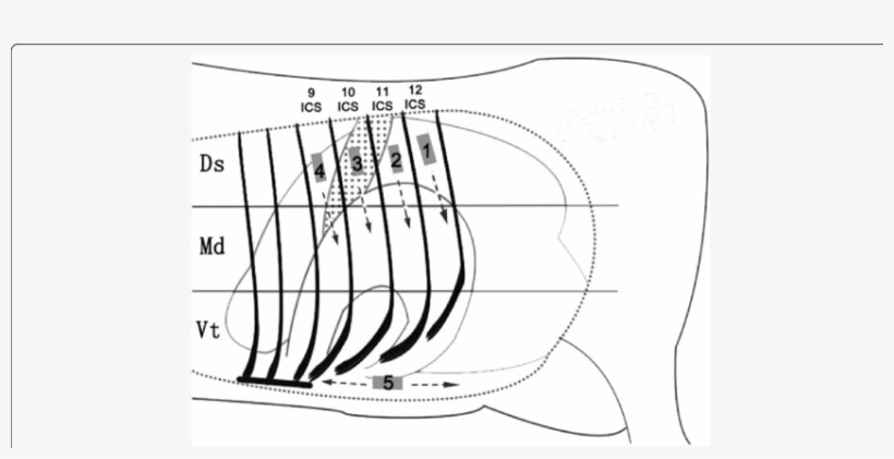 The Rib Cage Was Divided Into Three Regions - Line Art, transparent png #8160345