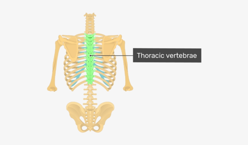 Posterior View Of The Vertebral Column And Rib Cage - Thoracic Vertebrae Posterior View, transparent png #8160730