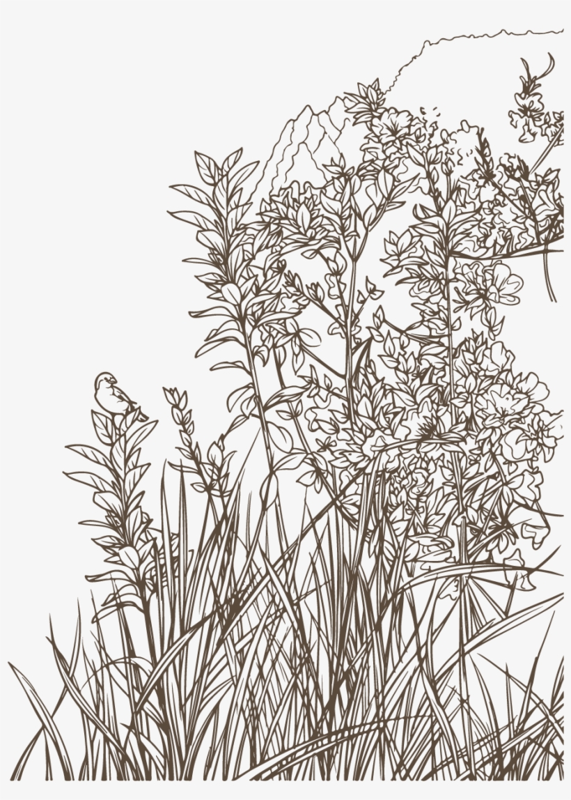 Adicionar Lightbox Baixar Comp Colorida Flora Promover - Pond Pine, transparent png #8162562