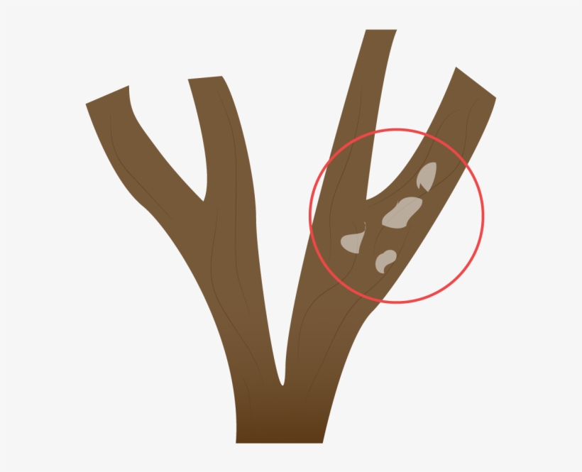 A Demás De Estimular El Desarrollo Del Árbol O Arbusto - Hand, transparent png #8162752