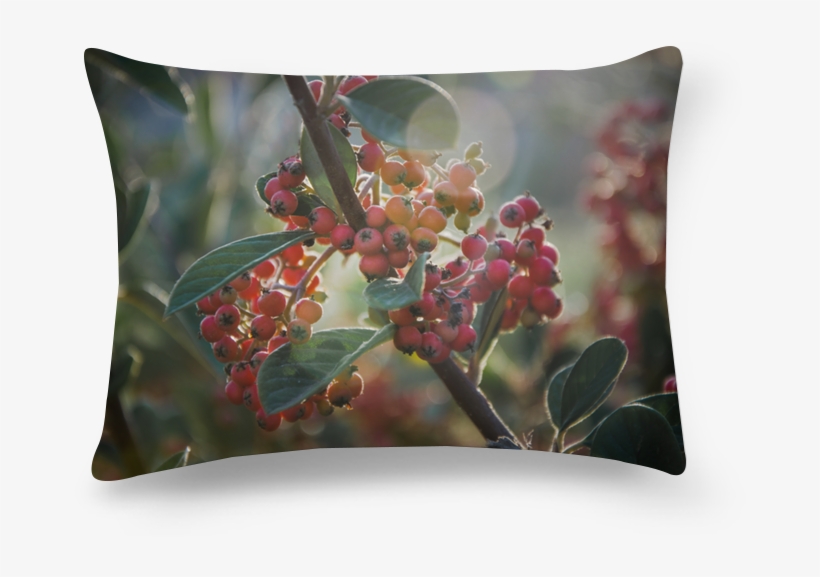 Almofada Retangular Soft Light On Winterberry Shrub/luz - Cushion, transparent png #8162863
