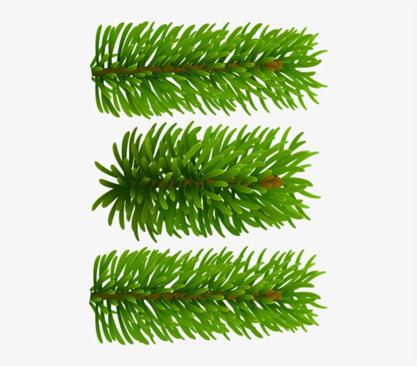Free Png Beautiful Pine Branches Png, transparent png #8163559