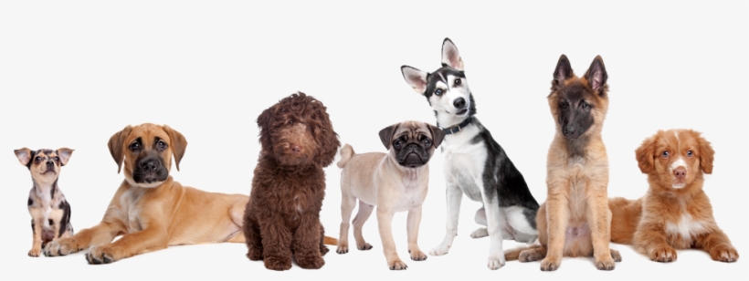 Regras Daycare Para Caes - Dogs In A Row, transparent png #8163928
