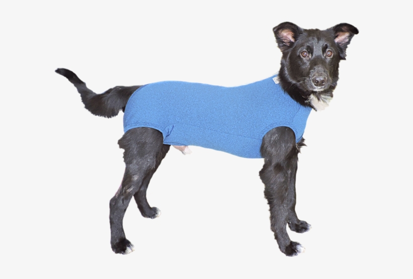 Dscn2203 Alterado - Roupinha Cachorro Png, transparent png #8164061