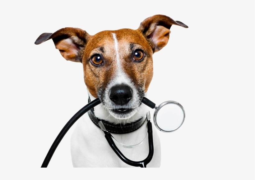 Veterinary Service, transparent png #8164110