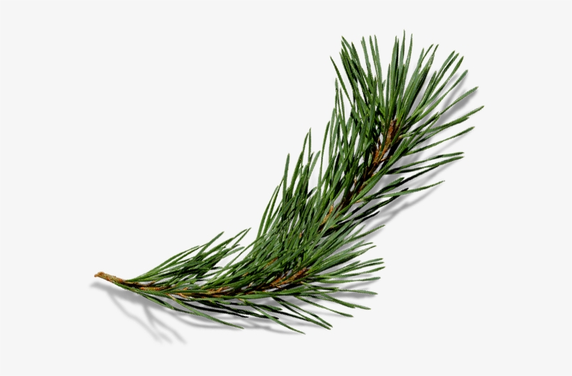 Baroque Siberian Pine - Pond Pine, transparent png #8164170