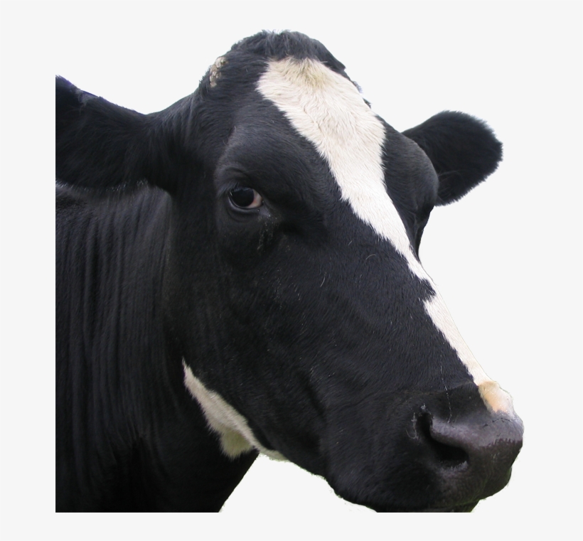 Dairy Cow, transparent png #8164215