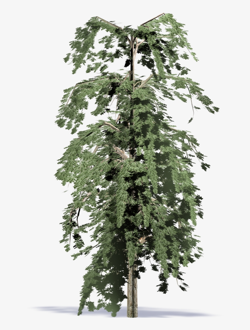 Algerian Fir - Redwood, transparent png #8164435