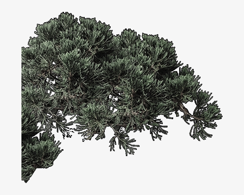 Mexican Pinyon, transparent png #8164618