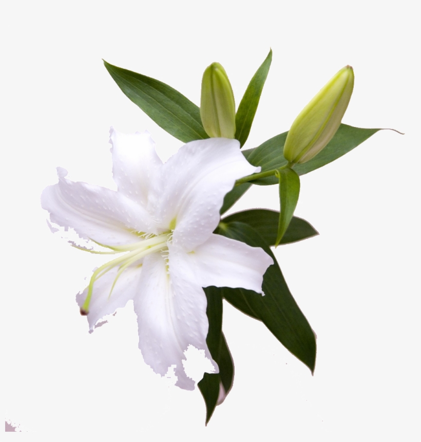 Beautiful Lily Hd Flower - Lily, transparent png #8165259