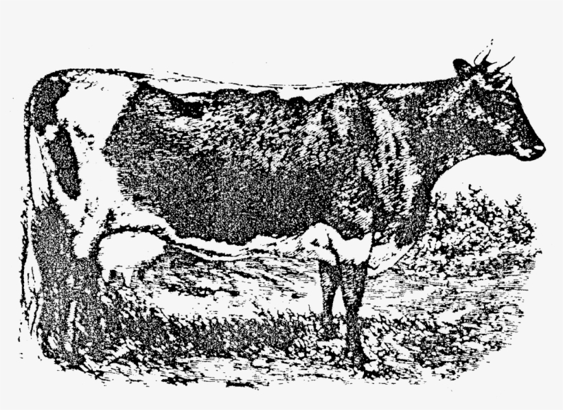 Lineback Cattle - Dairy Cow, transparent png #8165318