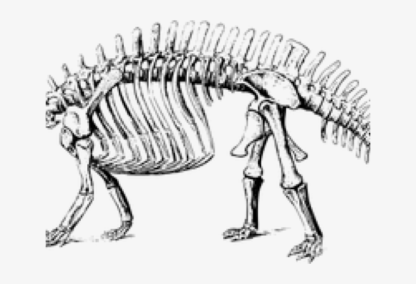 Sleleton Clipart Brontosaurus - Brontosaurus Skeleton, transparent png #8169888
