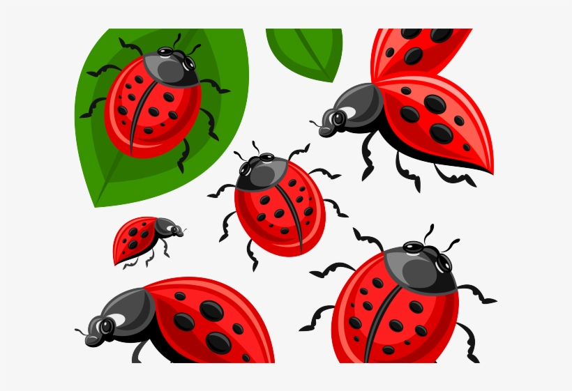 Ladybug Clipart Egg - Ladybird Beetle, transparent png #8169945