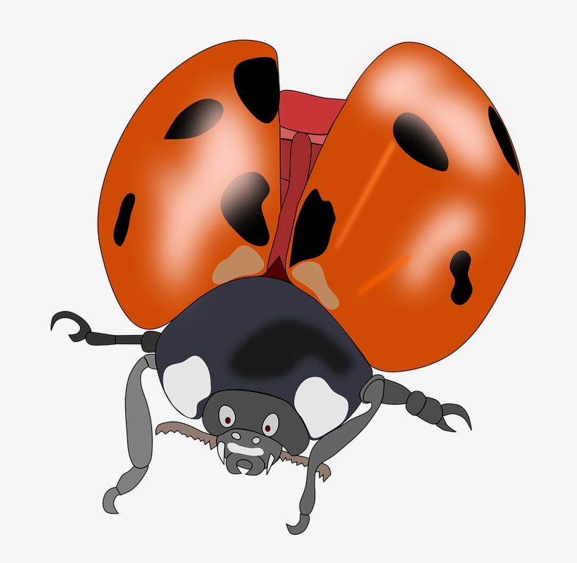 Ladybug Clipart 10 Orange - Kumbang Merah Hitam Kartun, transparent png #8170406