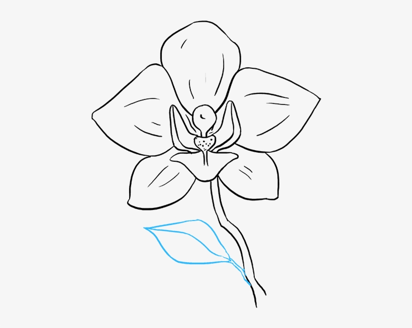 How To Draw Orchid - Easy Orchid Drawing, transparent png #8170634