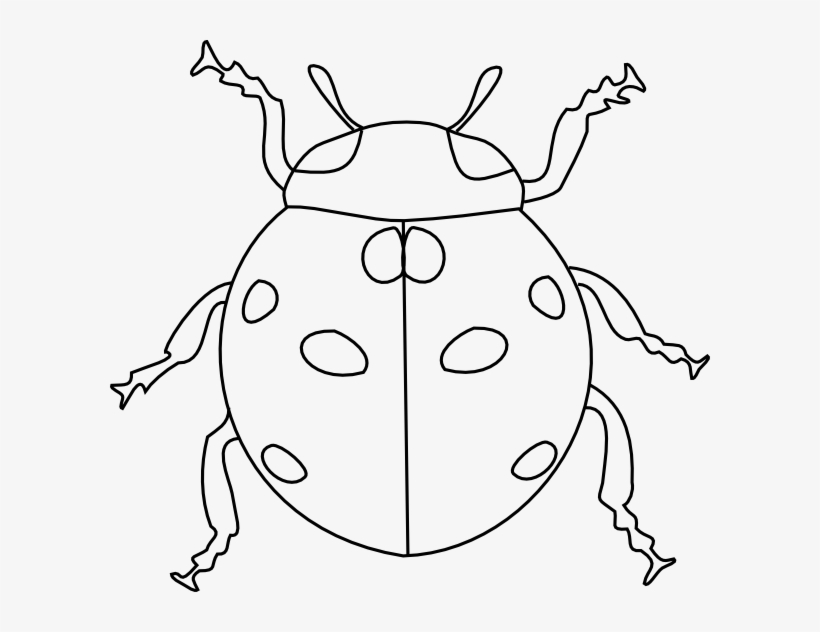 Ladybug Face Pencil And In Color - Ladybug White Clipart, transparent png #8170671