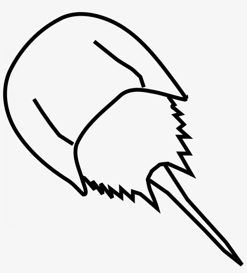 Large Size Of Simple Drawing Of Anchor Images - Horseshoe Crab Drawing Easy, transparent png #8170979
