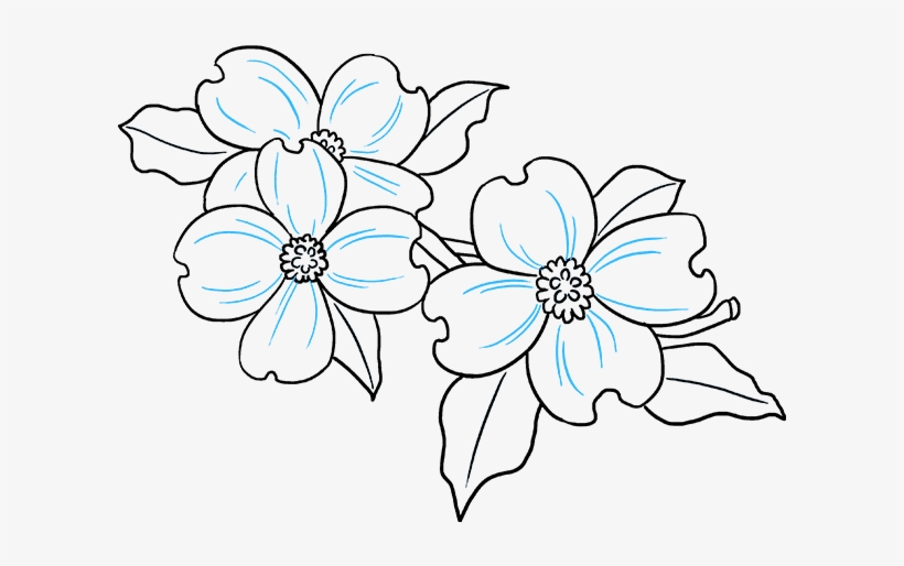 How To Draw Dogwood Flowers - Easy Dogwood Flower Drawing, transparent png #8171016