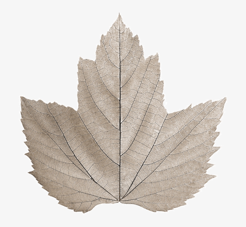 Restaurante Bouquet - Maple Leaf, transparent png #8176032