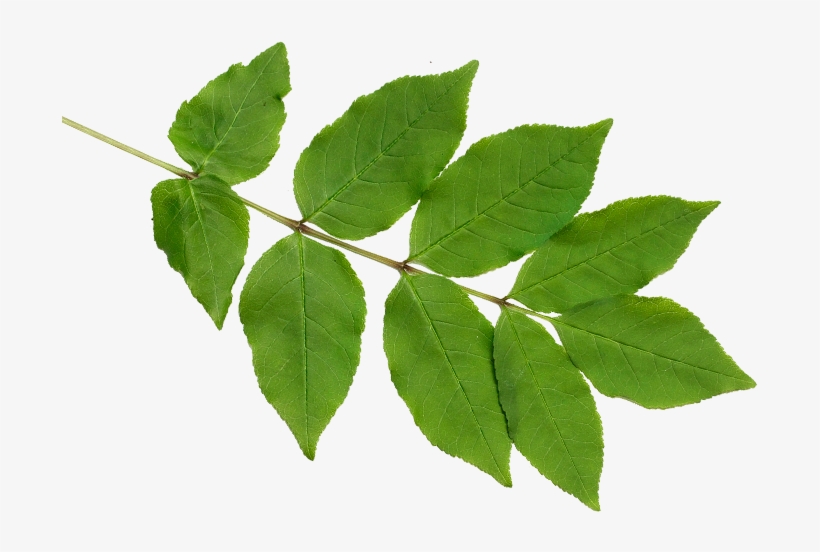 Lyrba - Swamp Maple, transparent png #8176161
