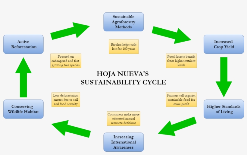 Hoja Nueva Diagram - Content Creation Flow Chart, transparent png #8176261