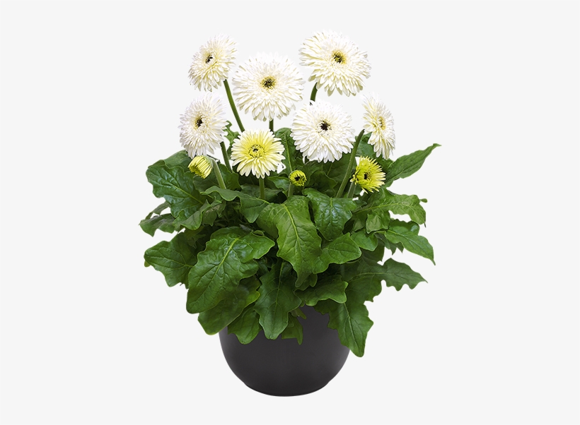 Glacier® - Barberton Daisy, transparent png #8179431