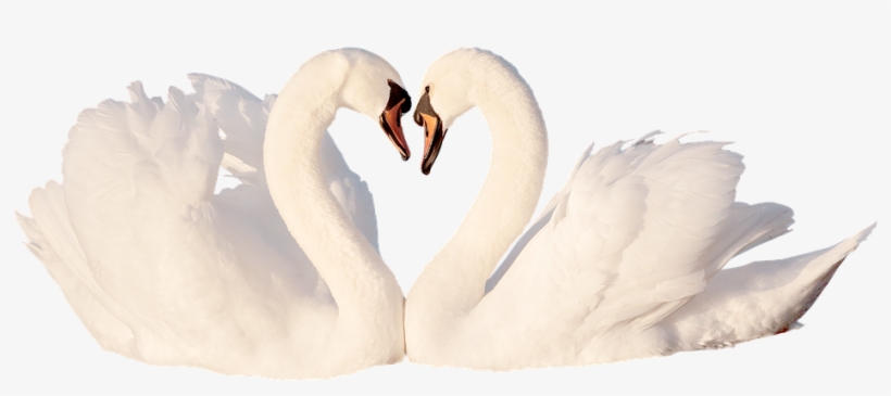 Swan, Love, Bird, White, Feather, Romantic, Swans, - Tundra Swan, transparent png #8179492