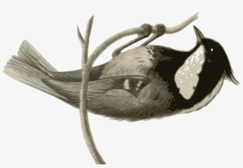 Bird Wing Line Art Black And White Feather - Bird, transparent png #8179556